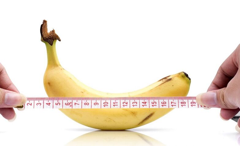 Influence of abstinence on penis length