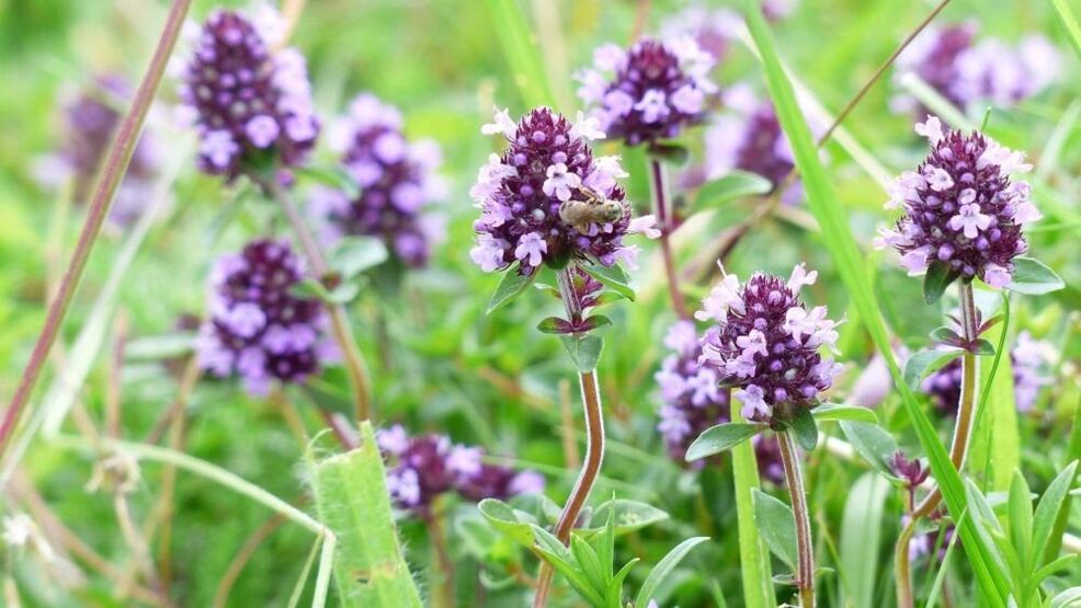 thyme plant for penis enlargement